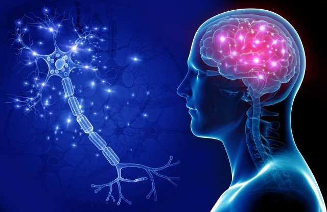 «Конфигурация и количество синапсов»: российский учёный — о передовых методах изучения работы нейронов головного мозга