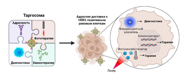 «Адресная платформа химиотерапии»: российские учёные создали таргосомы для комплексного лечения и диагностики рака