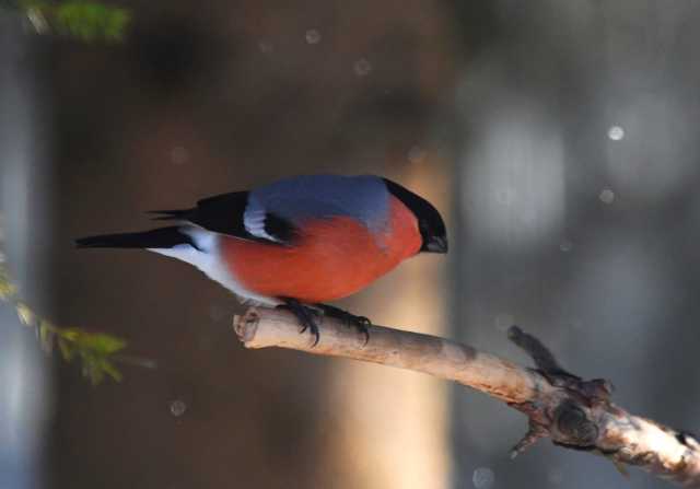 «Птицы из лесов слетаются в города в поисках пропитания»: орнитолог — о правильной подкормке пернатых зимой