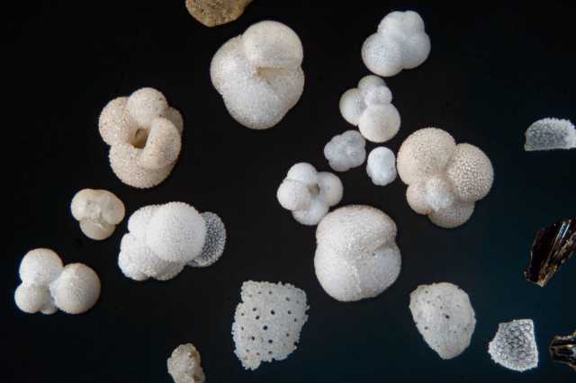 Дары моря: российские учёные выделили магнитные наночастицы из раковин морских простейших организмов