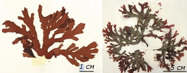 «Отличаются высоким уровнем разнообразия»: российские учёные открыли два новых вида красных водорослей
