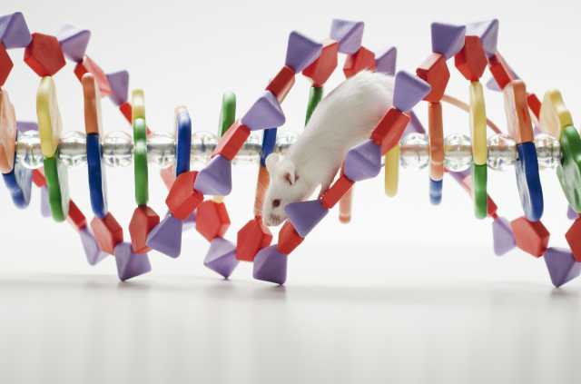 Генетическая путаница: учёные выявили у мышей-слепушонок псевдогены в ДНК