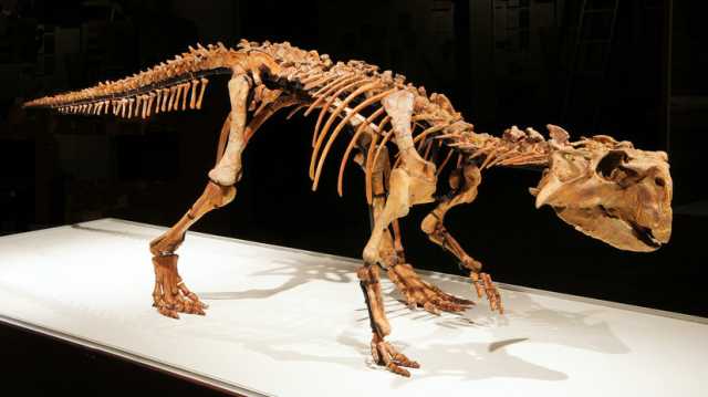«Им было просто некуда эволюционировать»: российский палеонтолог — о прогрессе научных представлений о динозаврах