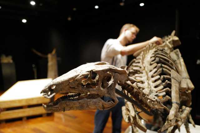 «Им было просто некуда эволюционировать»: российский палеонтолог — о прогрессе научных представлений о динозаврах