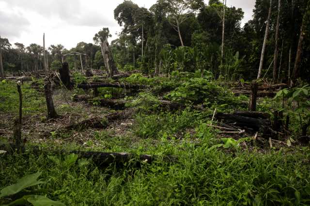 «Механизм обратной связи»: специалист — о климатической роли лесов и правилах лесовосстановления